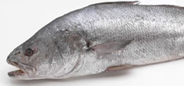 Corvina