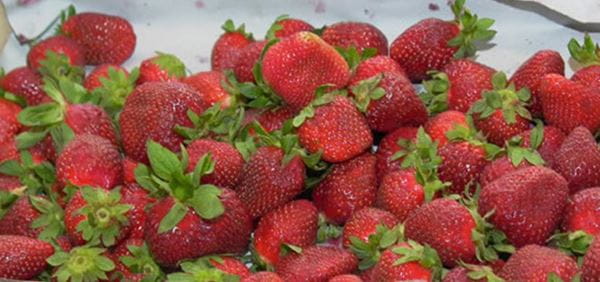 Morangos