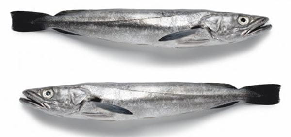 Pescada