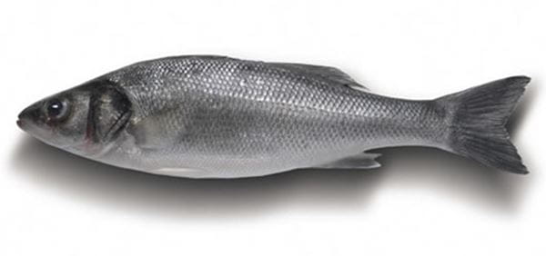 Robalo