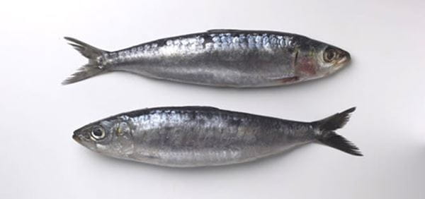 Sardinha