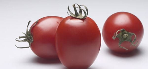 Tomate